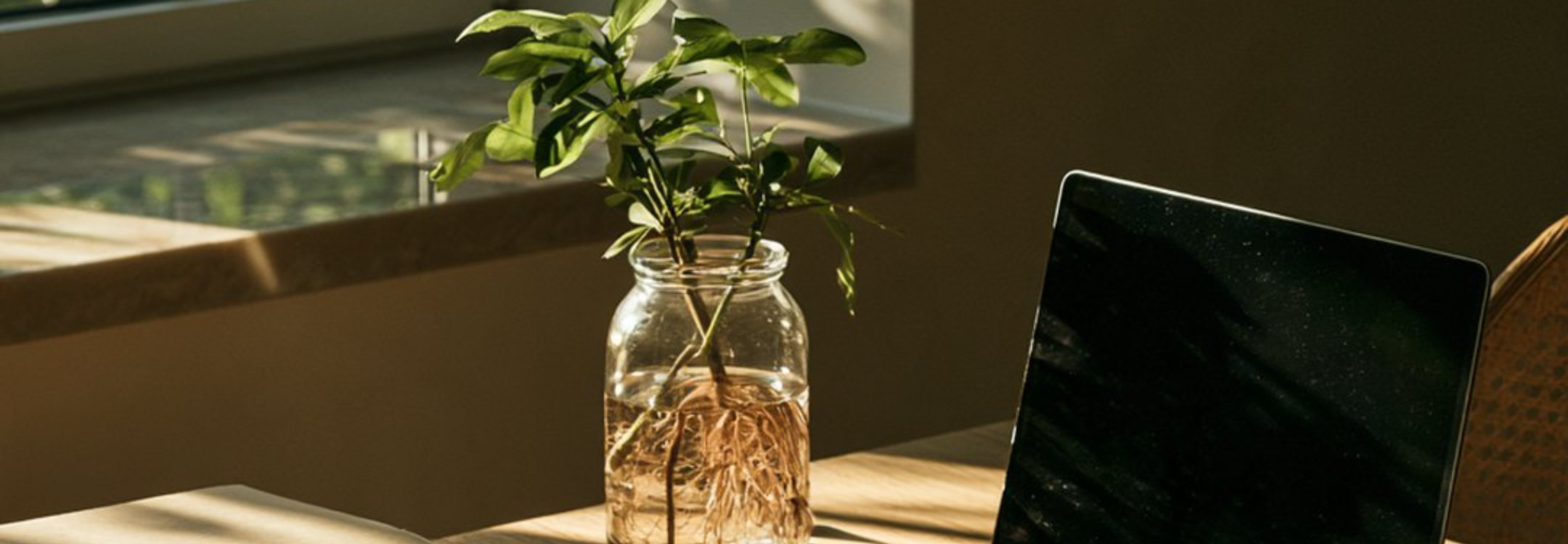 Planta com raízes num frasco de vidro numa secretária com portátil